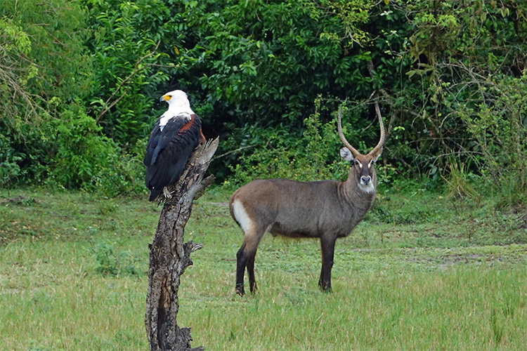 fish eagle